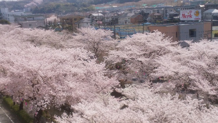 稲城（三沢川）の桜
